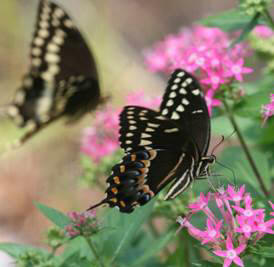 Butterflies congregate on a bush