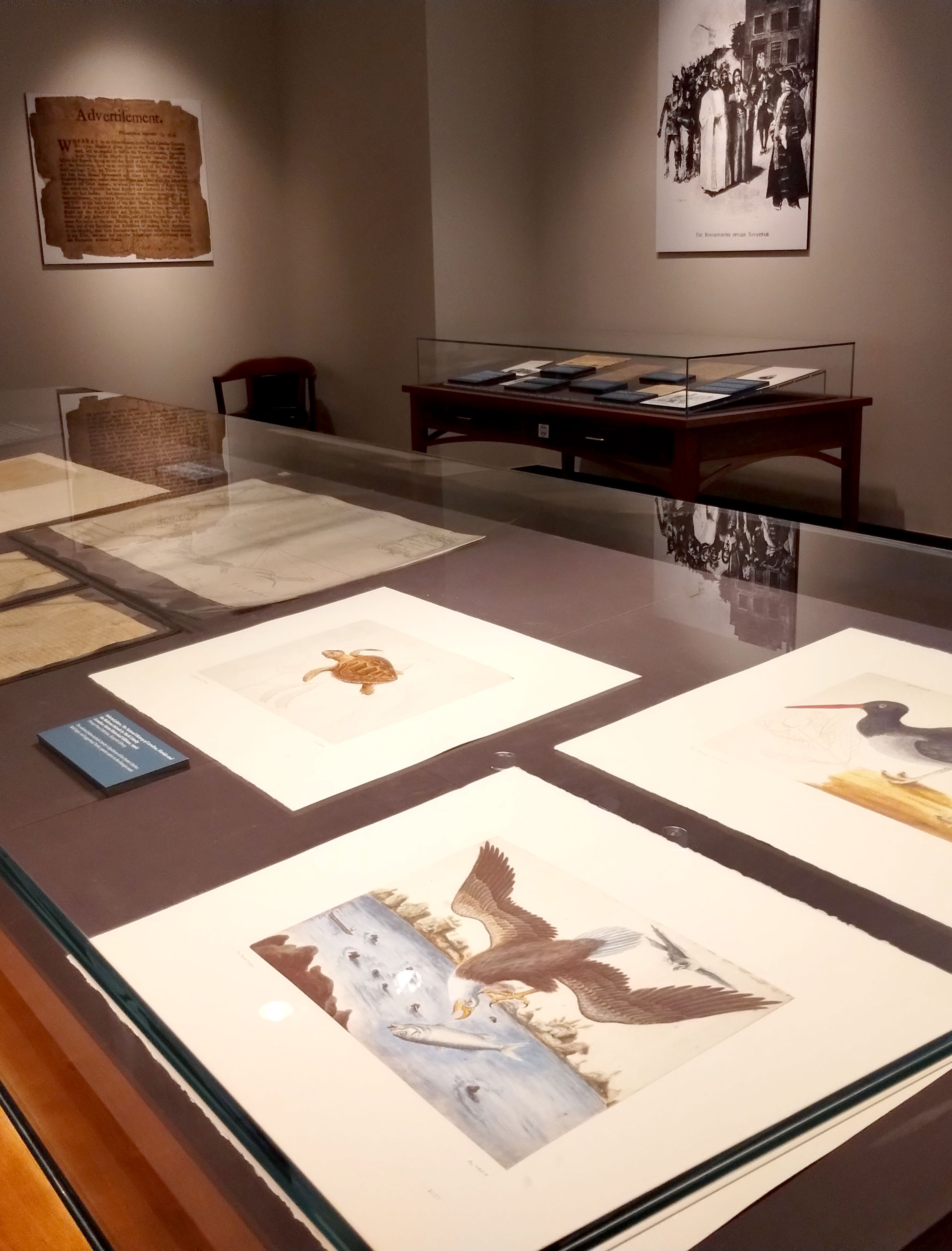 Exhibit includes drawings of wildlife unique to the Georgia coast